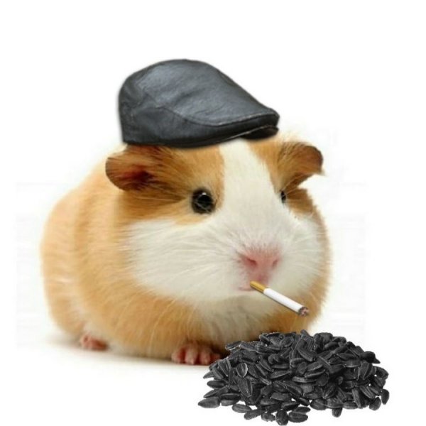 Крутой хомяк