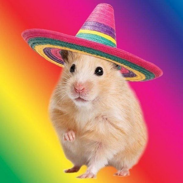 Хомячки в шляпах