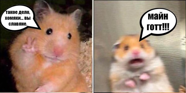 Мемы про хомяков