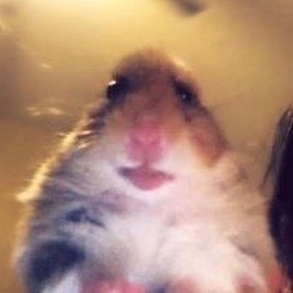 Смешные хомячки