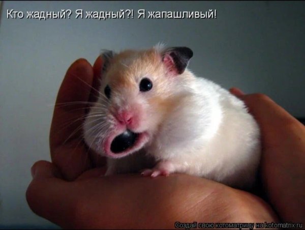 Прикольные хомячки