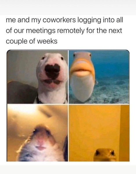 Мемы животные