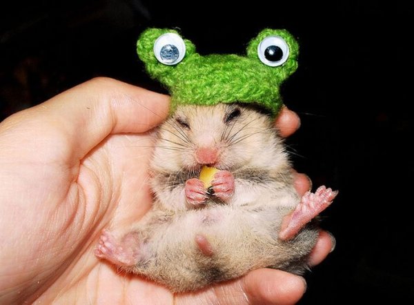 Хомяк в шапке