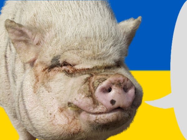 Хрюкни Украина