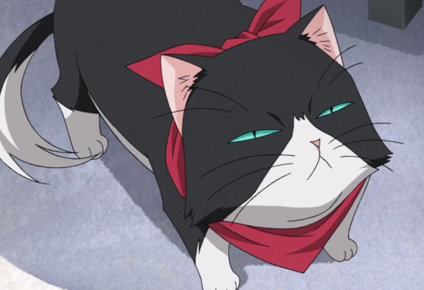 Кот аниме Мем