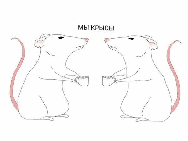 Ты крыса я крыса