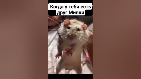 Доброе утро крыски Мем