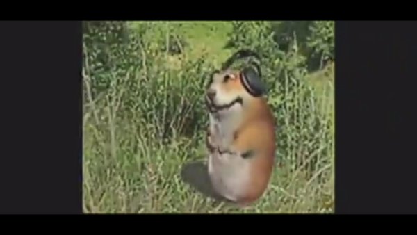 Флекс хомяка