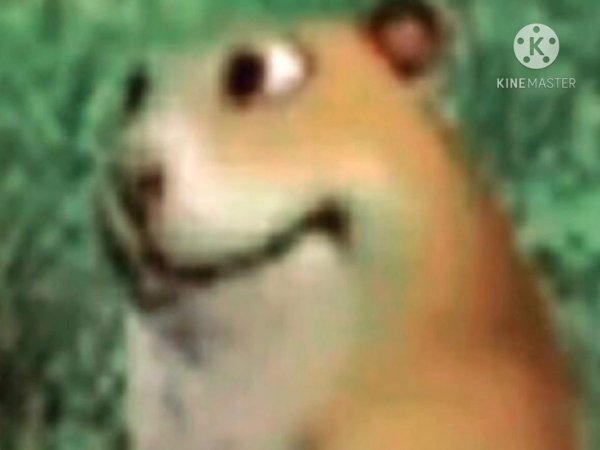 Хомяк с наушниками