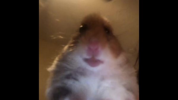 Хомячок Мем