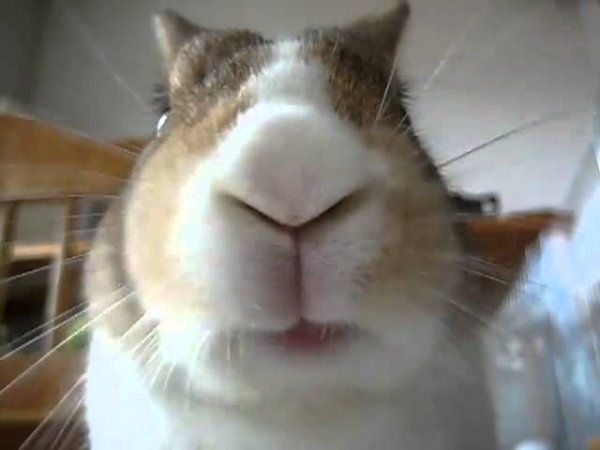 Кролик жует