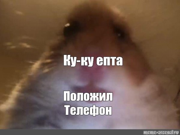 Хомяк в камере