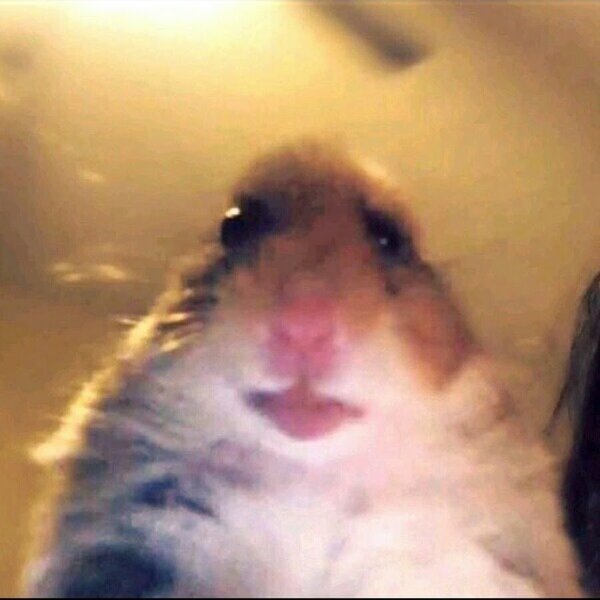 Смешные хомячки