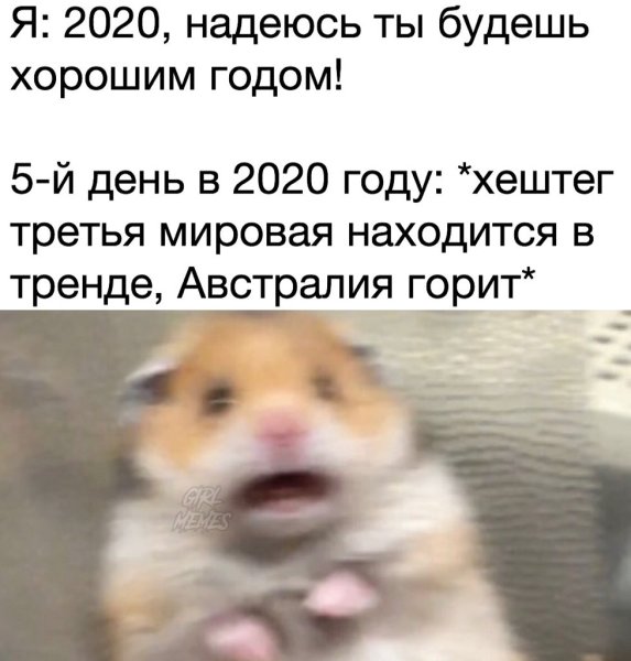 Хомяк испугался