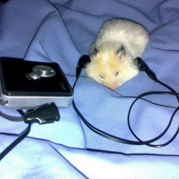 Мышь в наушниках