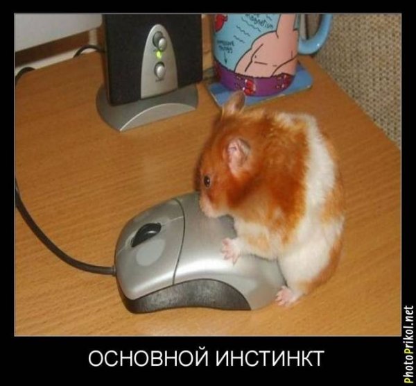 Смешные хомяки