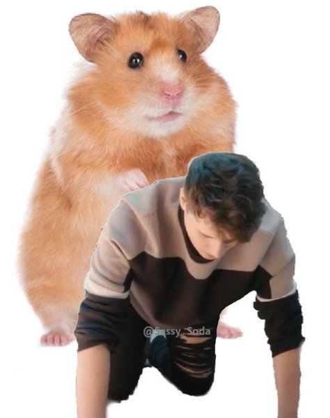 Мемы с хомяками