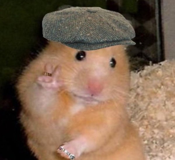 Смешные хомяки