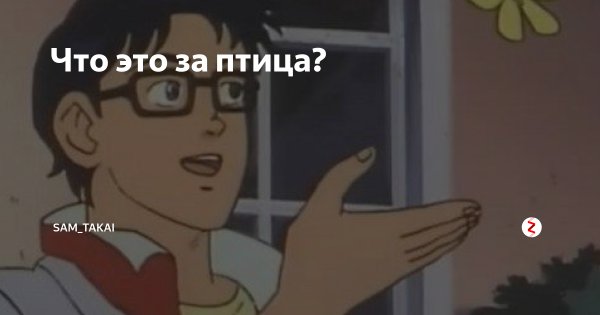 Оригинал мема с бабочкой