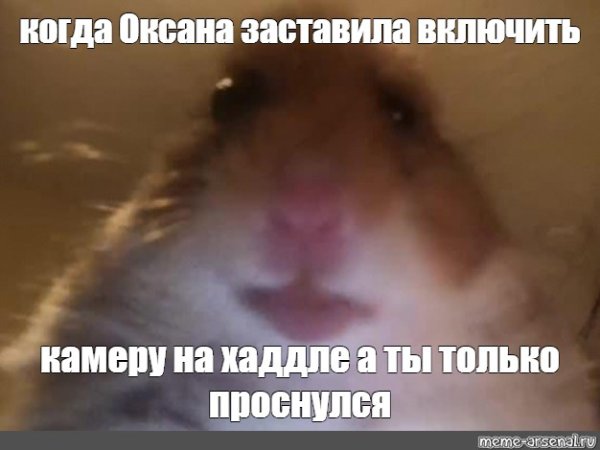 Мемы с хомяками