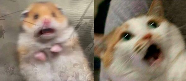 Напуганный хомяк