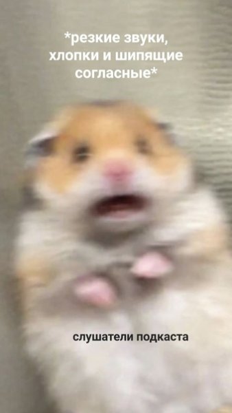 Хомячок испугался