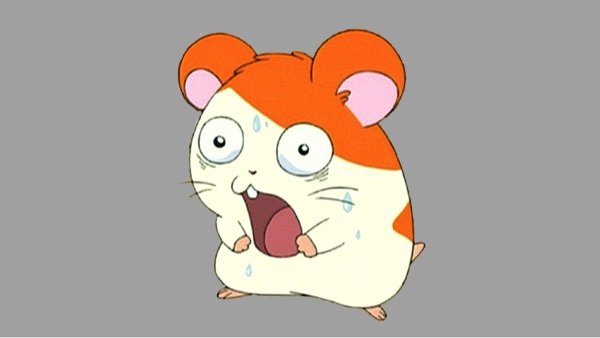 Удивлённый хомяк