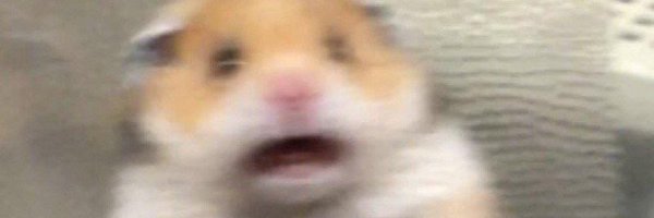 Хомяк испугался