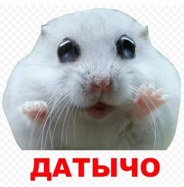 Хомячок Мем