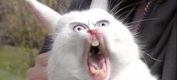 Орущий хомяк