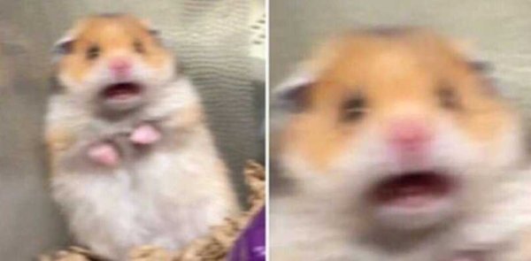 Орущий хомяк