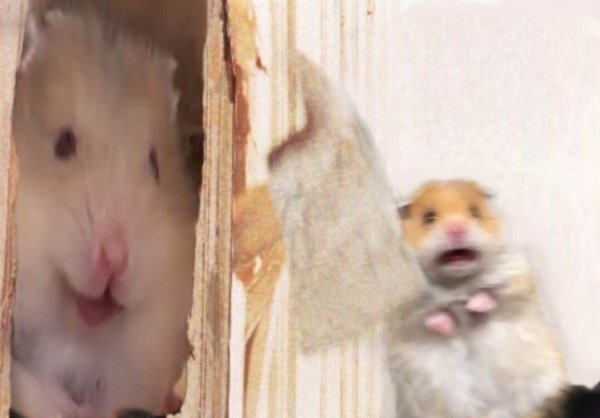 Хомяк испугался