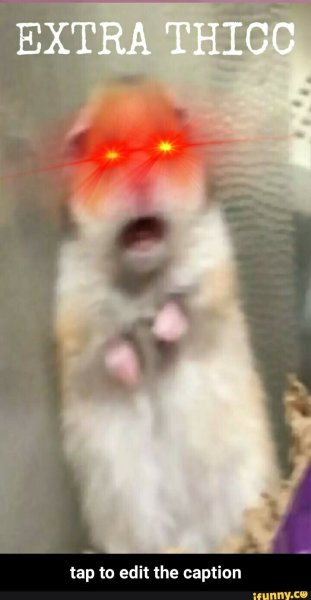 Хомяк кричит