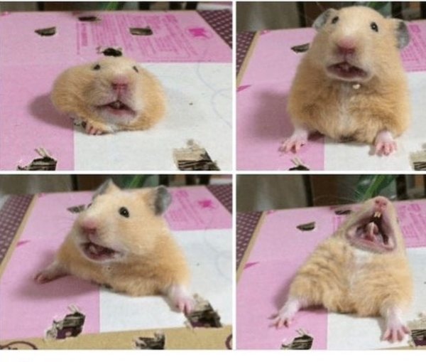 Смешной хомяк Мем