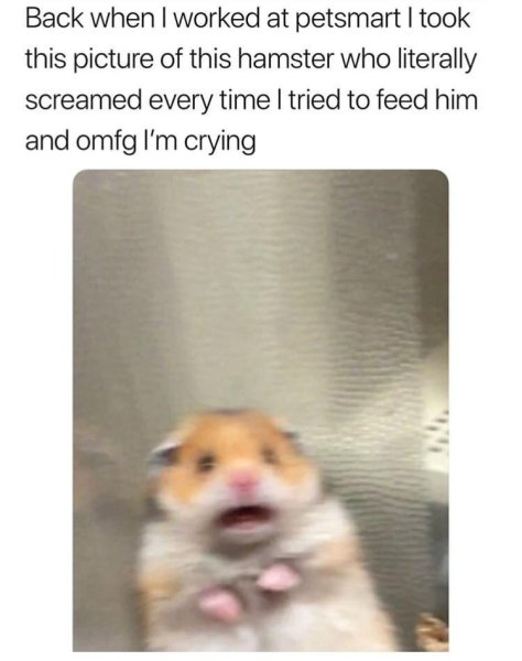 Хомяк с крестом