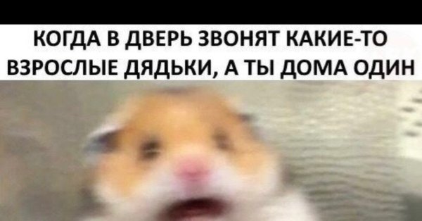 Мемы с хомяками