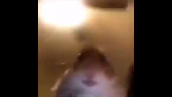 Хомяк видеосвязь