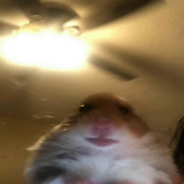 Хомяк в камере