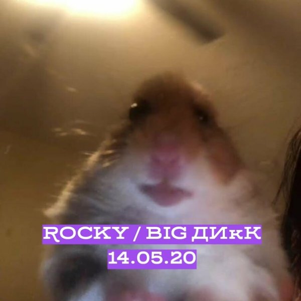 Хомяк в камере