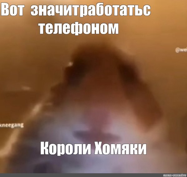 Мемы с хомяками