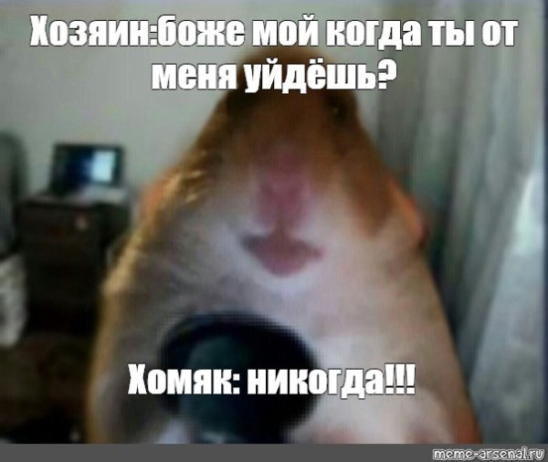 Хомяк Мем