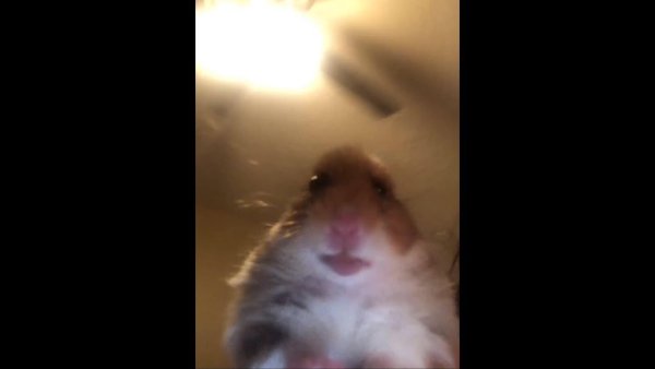 Хомяк в зуме