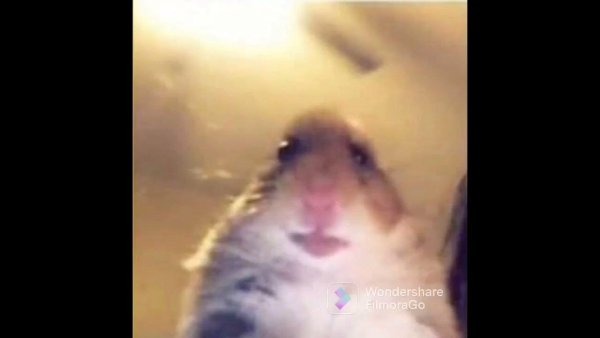 Хомяк в зуме