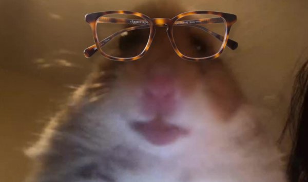 Хомячок с очками