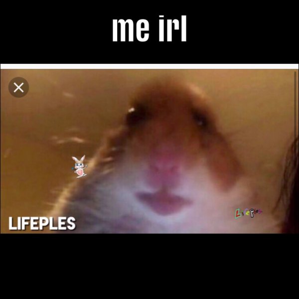 Хомяк зырит в камеру