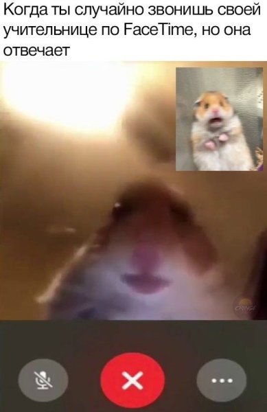 Хомяк видеосвязь