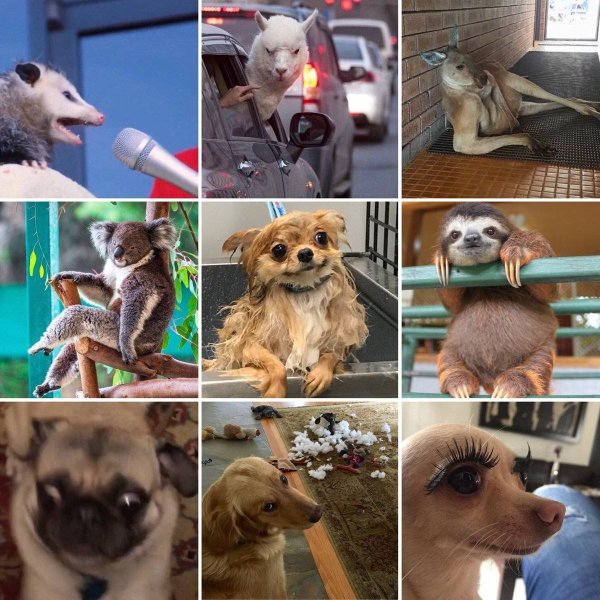 Популярные мемы с животными