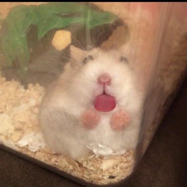 УГАРНЫЙ хомяк