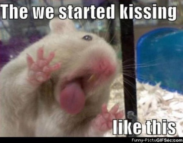 Смешные хомяки