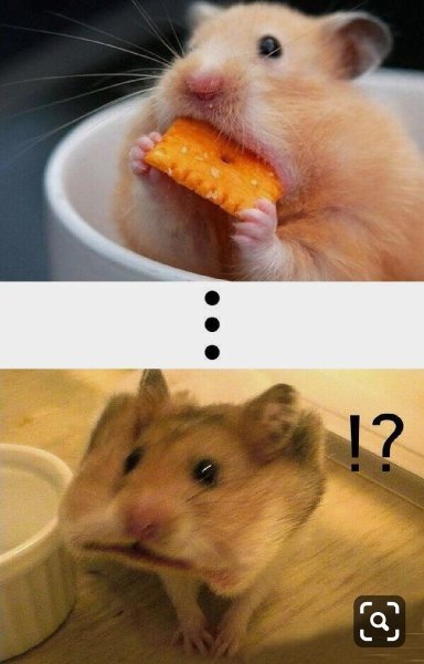 Смешные хомяки